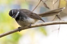 RS_White-Spotted Fantail?, Ooty, India (2).jpg