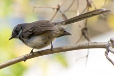 RS_White-Spotted Fantail?, Ooty, India (3).jpg
