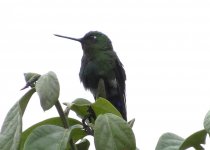 Hummingbird, Cajas National Park.jpg