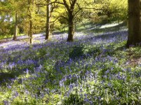 Beacon Wood Bluebells compressed.jpg