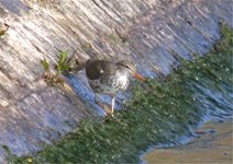 Spotted Sandpiper3.jpg