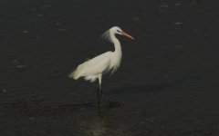 Chinese Egret.jpg