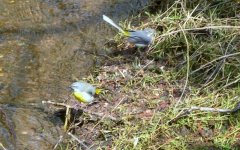 Grey Wagtail 13 apr 2 s.jpg