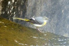 Grey Wagtail 13 apr 1s.jpg