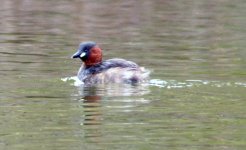 Little Grebe 13 apr 1 s.jpg