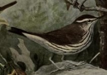 waterthrush.jpg