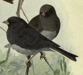 juncos.jpg