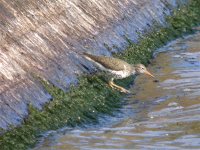 Spotted Sandpiper.jpg