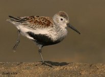 dunlin_04.jpg