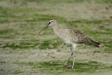 whimbrel rx100 stx95 DSC02001_edited-1.jpg