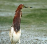 chinese pond heron breed mudskipper rx100 stx95 DSC01955_edited-2.jpg