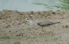 terek sandpiper breed rx100 stx95 DSC01929_edited-1.jpg