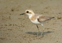 greater sandplover breed rx100 stx95 DSC01921_edited-2.jpg