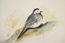 white-wagtail.jpg