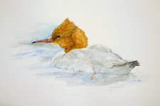 goosander.jpg