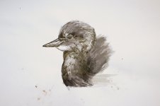 little-grebe.jpg