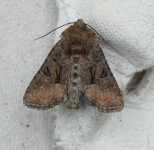 Tawny Marbled Minor2.JPG