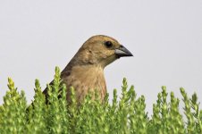 moss_landing_ca_11_may_2013-1.jpg