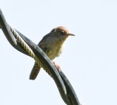 Rock Wren (1 of 1)-2.jpg