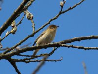 Chiffchaff 1.JPG