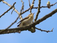 Chiffchaff 3.JPG