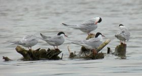 Terns01.jpg