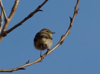 Willow Warbler (Phylloscopus trochilus)_6.jpg