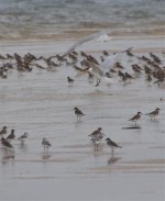 Sandpipers & Plovers.jpg