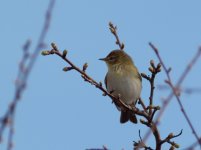 Willow Warbler (Phylloscopus trochilus)_3.jpg