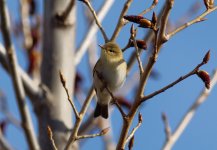 Willow Warbler (Phylloscopus trochilus)_5.jpg