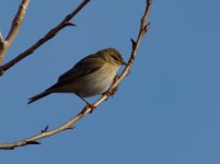 Willow Warbler (Phylloscopus trochilus)_4.jpg