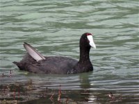 crested_coot_6jun13_1024l_3358.jpg