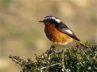 moussiers_redstart_7jun13_1024l_3503.jpg