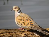 turtle_dove_6jun13_1024l_3369.jpg