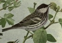 warbler, blackpoll.jpg