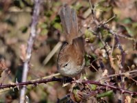 Cetti's, 13-04-13_5.jpg