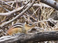 Chipmunk_DSC0048_normal_2013early.jpg