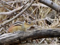 Chipmunk_DSC0048_PerfectlyClear_2013.jpg