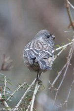 9955_Long-tailed Rosefinch.jpg