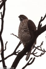 9989_Crested Goshawk.jpg