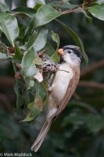 0057_Grey-headed Parrotbill.jpg