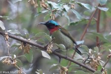 0150_Fork-tailed Sunbird.jpg