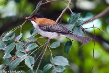 0168_Chestnut Bulbul.jpg