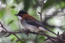 0235_Chestnut Bulbul.jpg