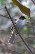 0297_Chestnut Bulbul.jpg