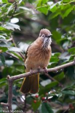 0253_Mountain Bulbul.jpg