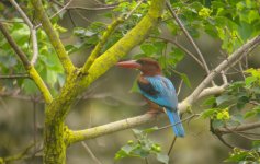 DSCN4329 WB Kingfisher.jpg