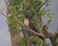 DSCN4337 Chestnut-winged Cuckoo.jpg