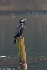 IMG_2013-02-03_00420_Great Cormorant_West Lake_Hangzhou.jpg