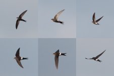 ForkTailed or Pacific Swift DenmarkMay2013.jpg